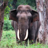 Bangalore - Kabini - Mysore (Offbeat) (Karnataka) | 5N - 6D