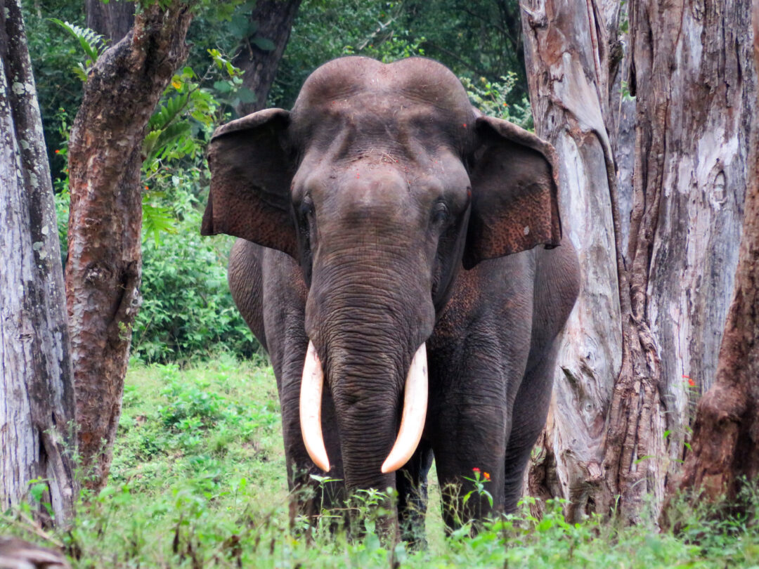 Bangalore - Kabini - Mysore (Offbeat) (Karnataka) | 5N - 6D