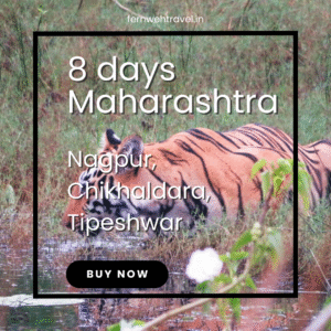 Royal Bengal Tiger drinking water from lake in Tadoba National Park, Maharashtra.