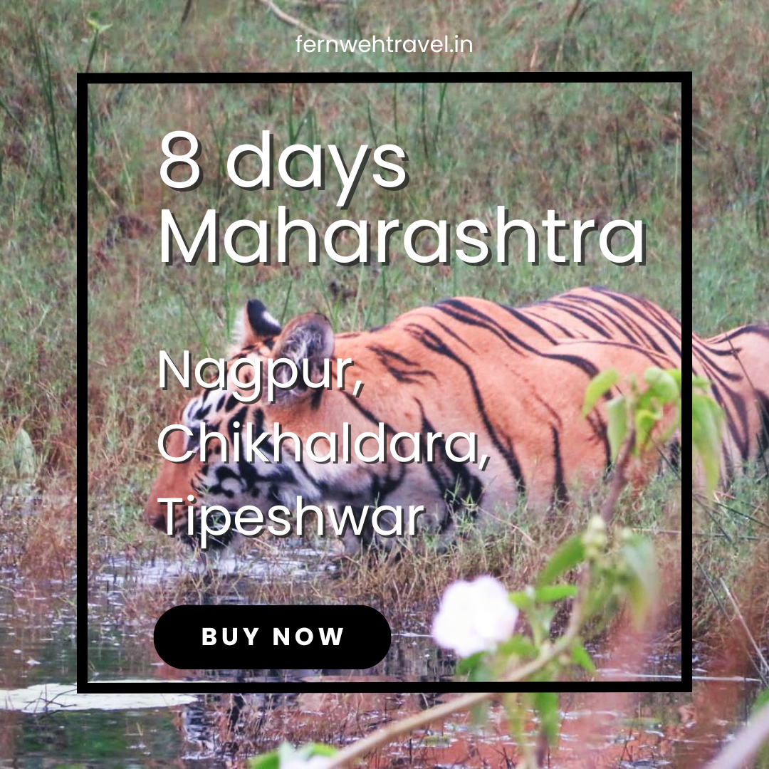 Royal Bengal Tiger drinking water from lake in Tadoba National Park, Maharashtra.