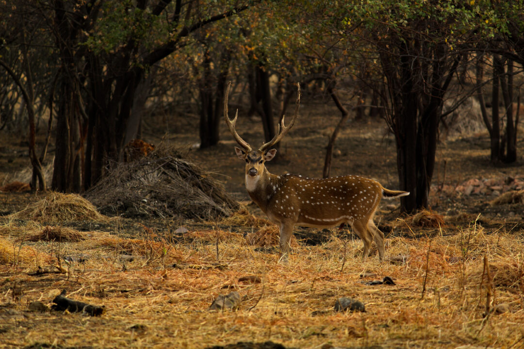 Nagpur - Chikhaldara - Tipeshwar (Maharashtra) | 7N - 8D
