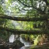 Shillong - Jowai - Dawki - Cherrapunji - Garo hills (Meghalaya) | 12N - 13D