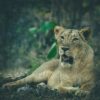 Junagadh - Girnar - Somnath (Gujrath) | 5N - 6D