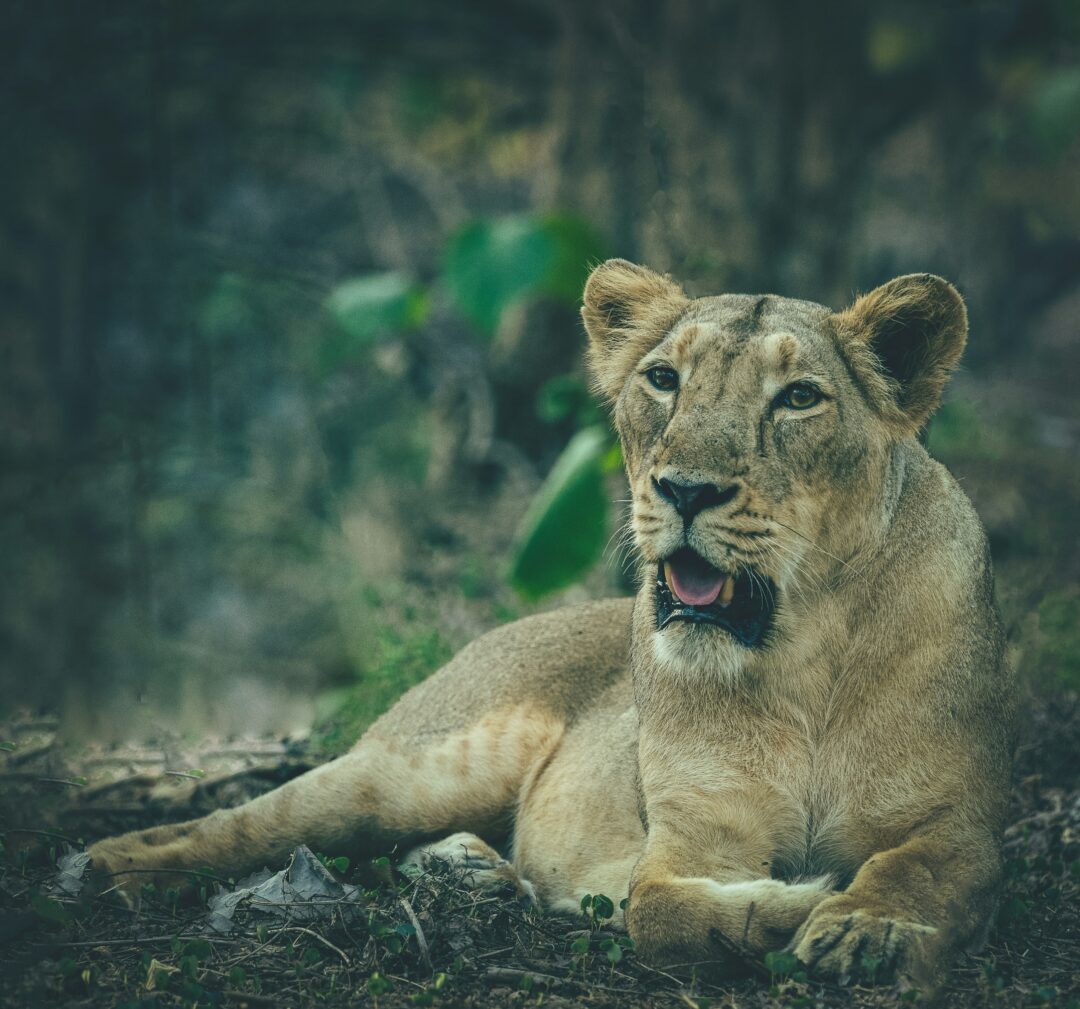 Junagadh - Girnar - Somnath (Gujrath) | 5N - 6D