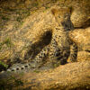 Mount Abu - Jawai Bandh Safari - Udaipur (Rajasthan) | 6N - 7D