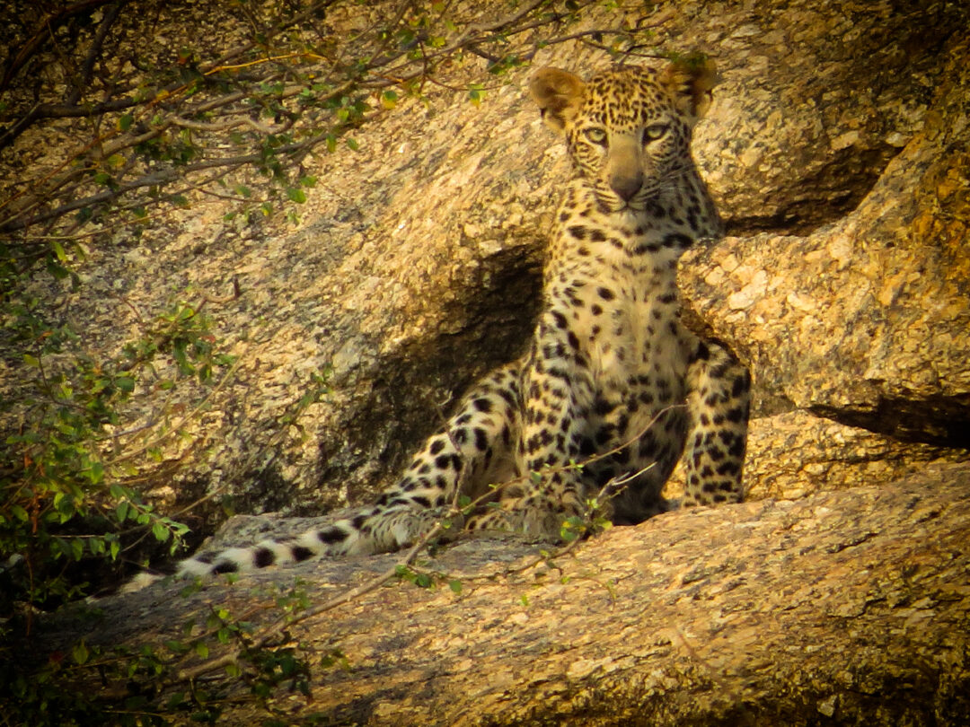 Mount Abu - Jawai Bandh Safari - Udaipur (Rajasthan) | 6N - 7D