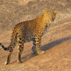 Mount Abu - Jawai Bandh Safari - Udaipur (Rajasthan) | 6N - 7D