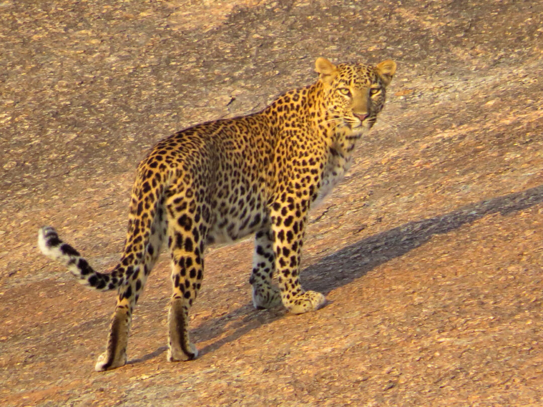 Mount Abu - Jawai Bandh Safari - Udaipur (Rajasthan) | 6N - 7D