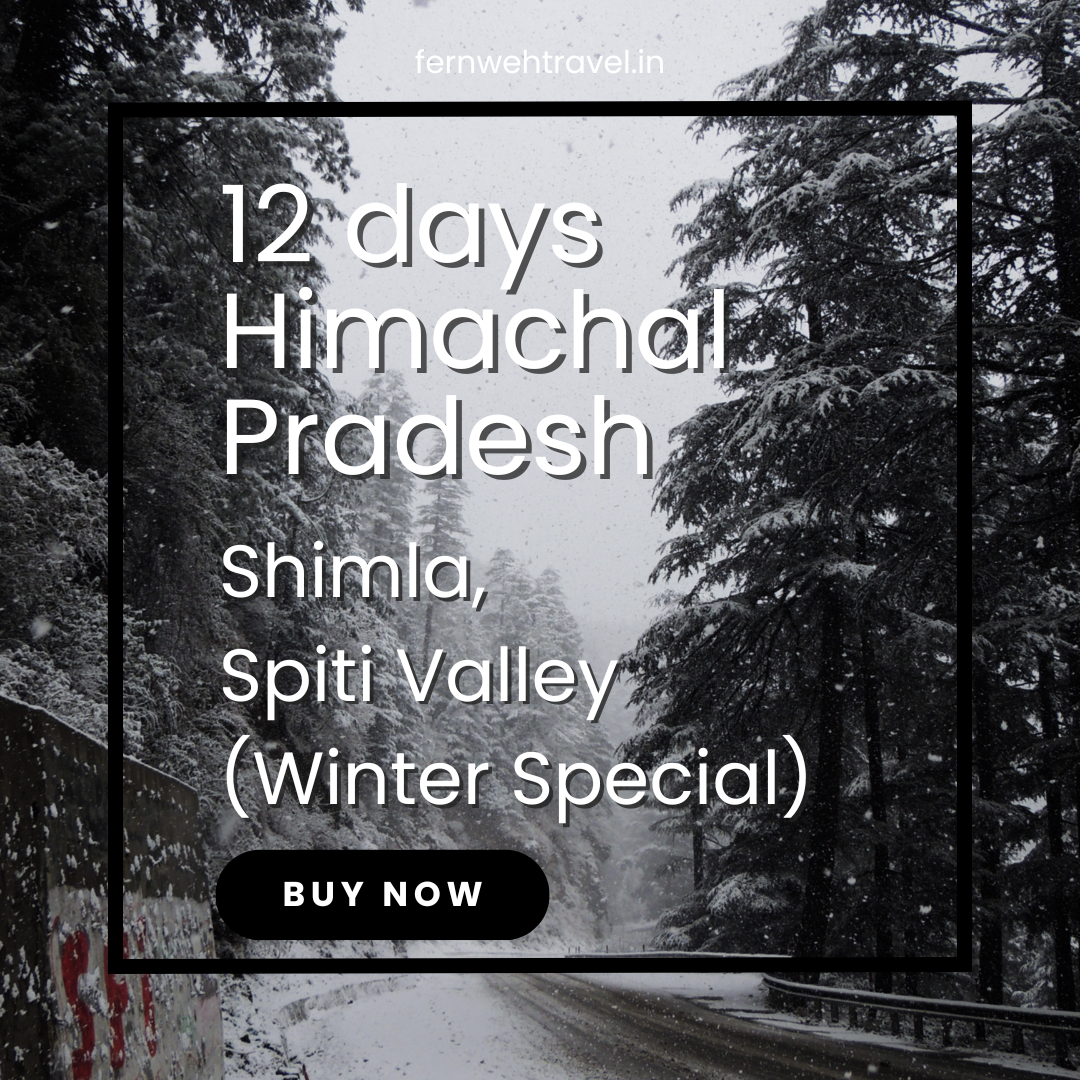 Snow-covered road lined with pine trees – Spiti Valley winter itinerary.