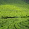 Kochi - Munnar - Thekkady (Kerala) | 6N - 7D