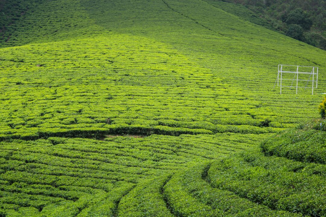 Kochi - Munnar - Thekkady (Kerala) | 6N - 7D