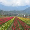Srinagar - Pahalgam - Gulmarg - Gurez Valley - Mughal Road - Srinagar Tulip Festival (Kashmir) | 7N - 8D