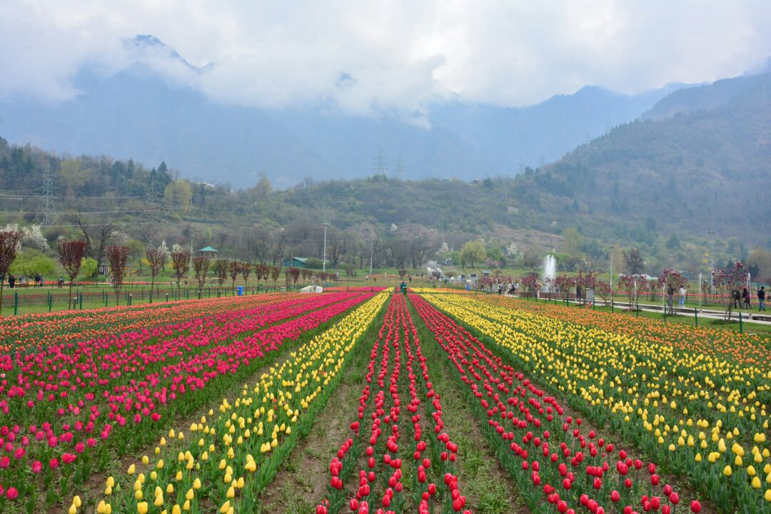 Srinagar - Pahalgam - Gulmarg - Gurez Valley - Mughal Road - Srinagar Tulip Festival (Kashmir) | 7N - 8D