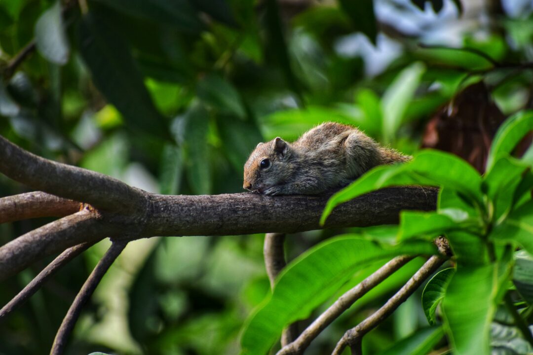 Visakhapatnam (Vizag) - Araku - Srikakulam (Telangana & Andhra Pradesh) | 5N - 6D